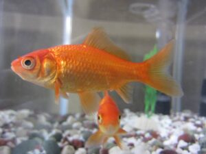  common goldfish सुनहरी मछली