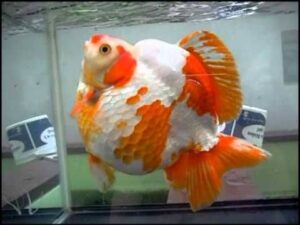 Ryukin Goldfish ka scientific naam kya hai