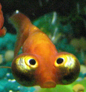 celestial Goldfish