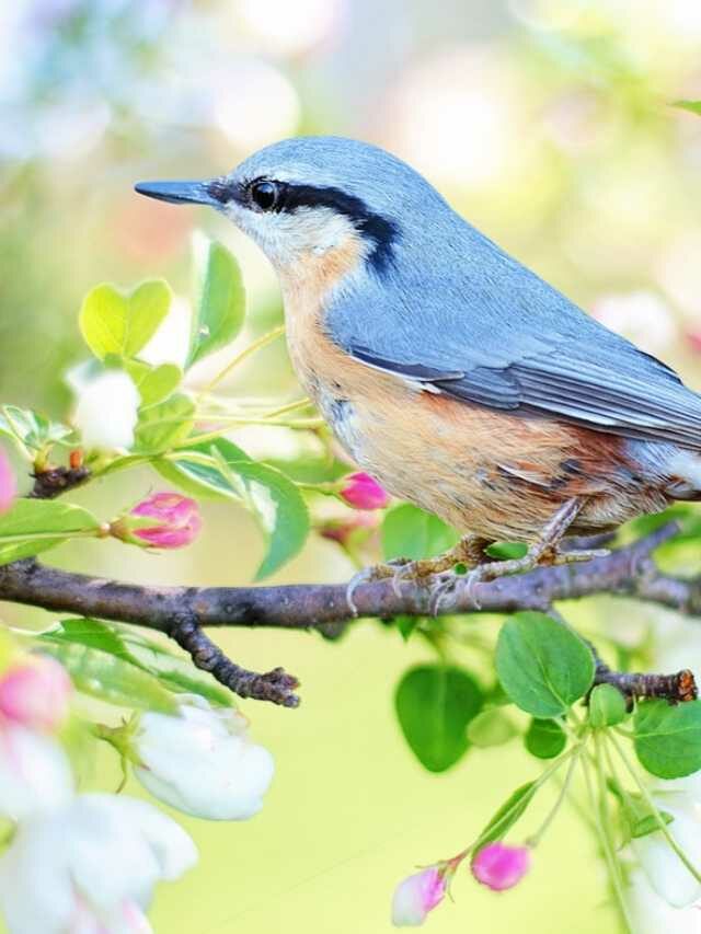 Birds Name in Hindi