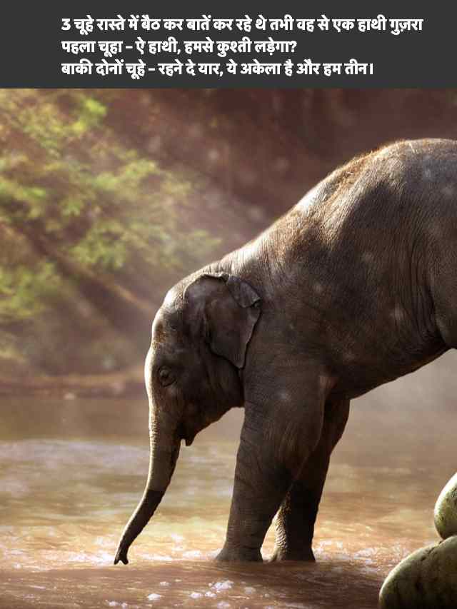 Funny Animal Jokes