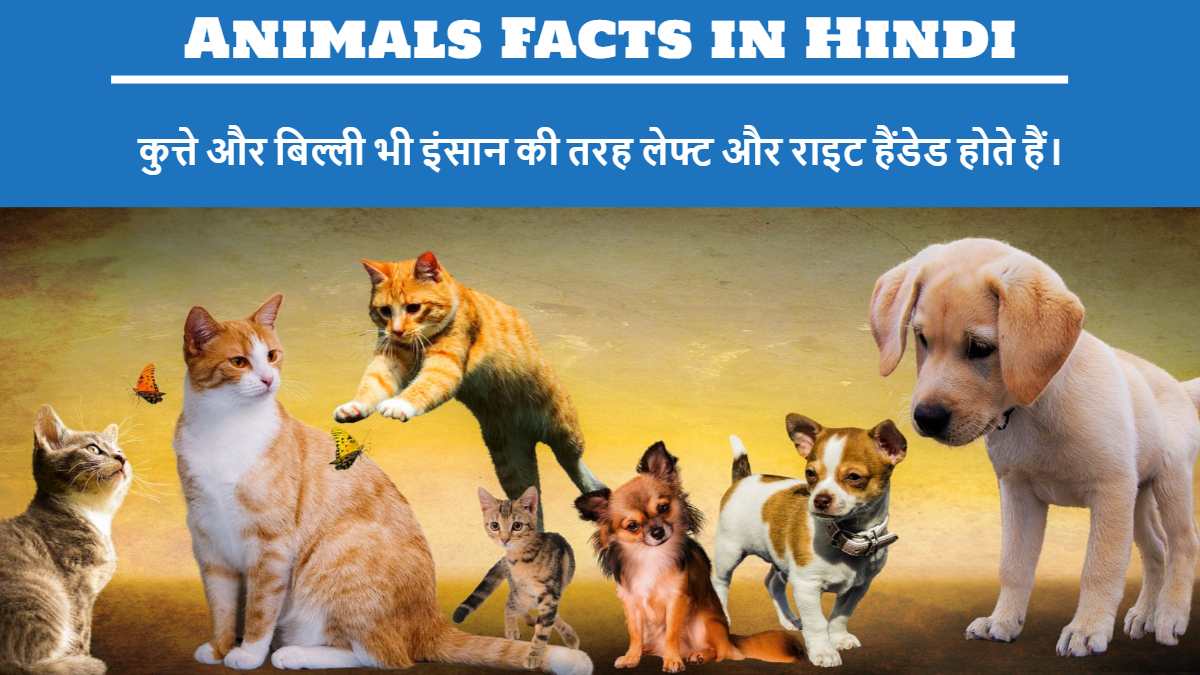 Animals Facts in Hindi