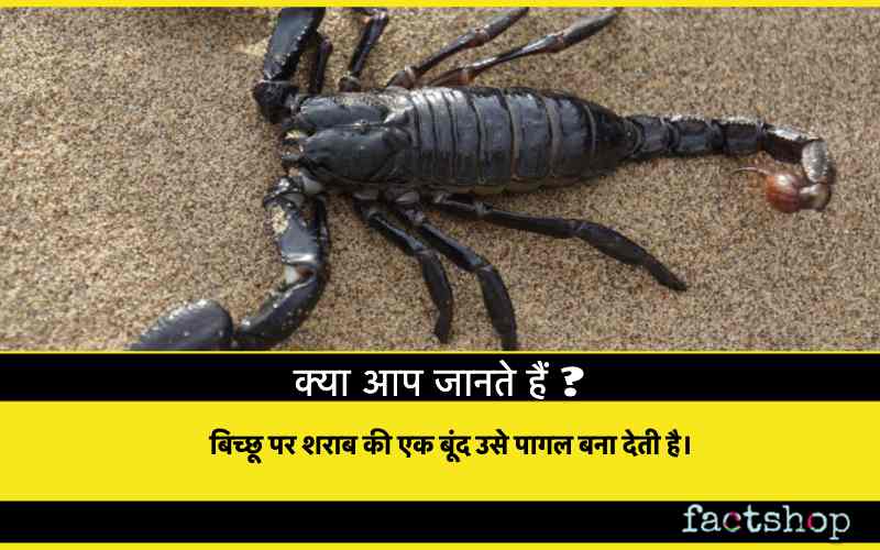 Animals Facts in Hindi